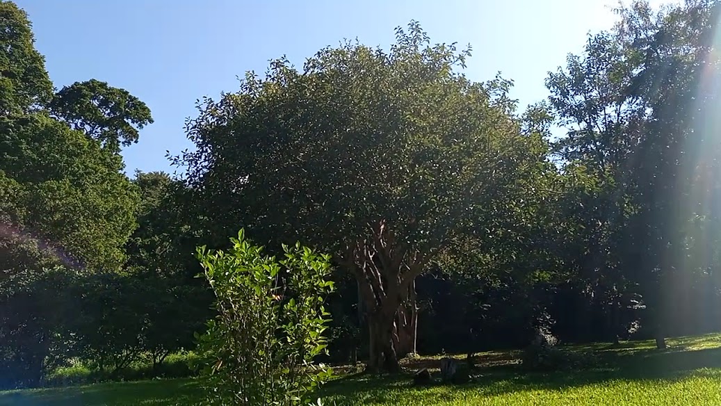 Udzungwa Forest Lodge - Hondo Hondo