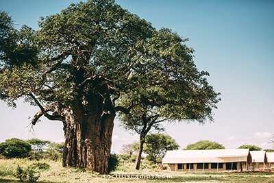 Tarangire Tortilis Camp