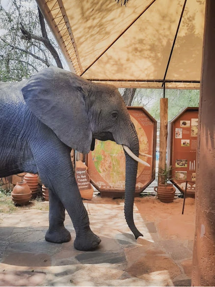 Tarangire Safari Lodge