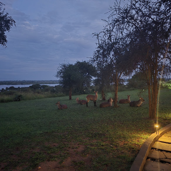 Pakuba Safari Lodge