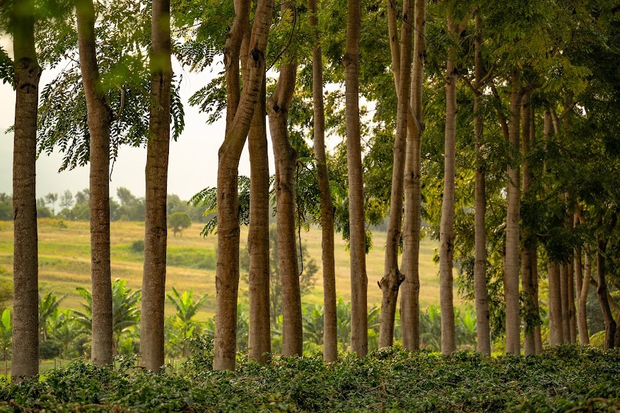 Ngorongoro Farm House