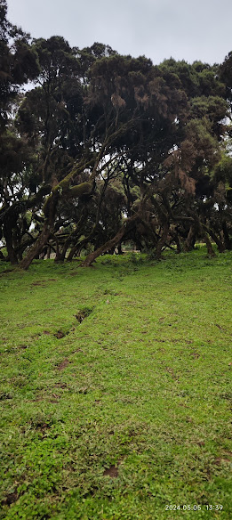 Bale Mountain Lodge