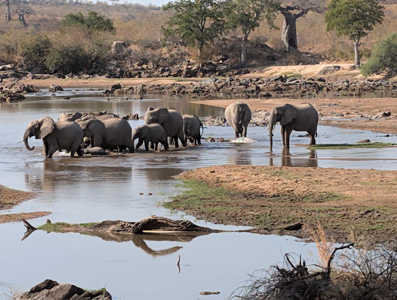 Ruaha River Lodge