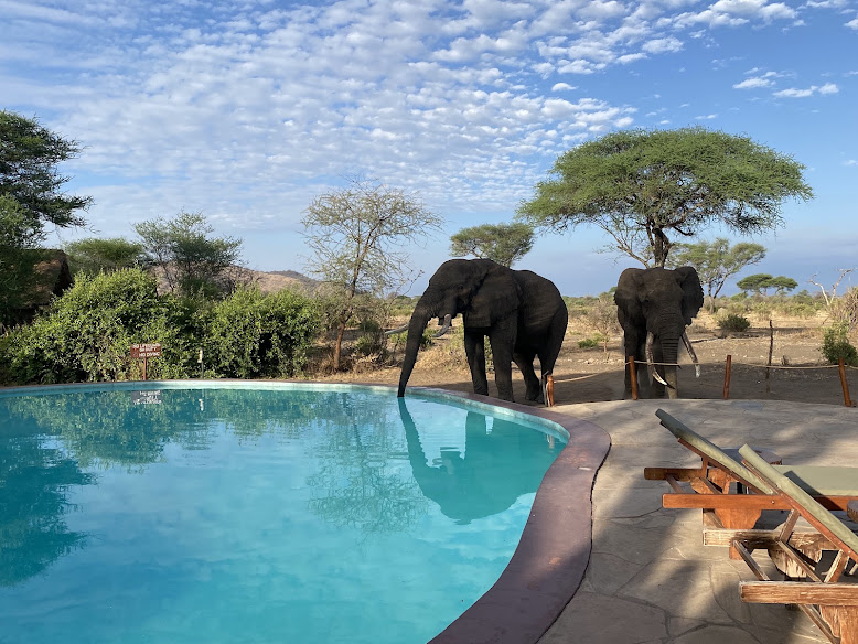 Tarangire Simba Lodge