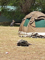 Tumbili Public Campsite