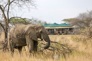 Serengeti Sound of Nature Luxury Tented