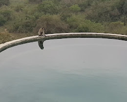 Mihingo Safari Lodge