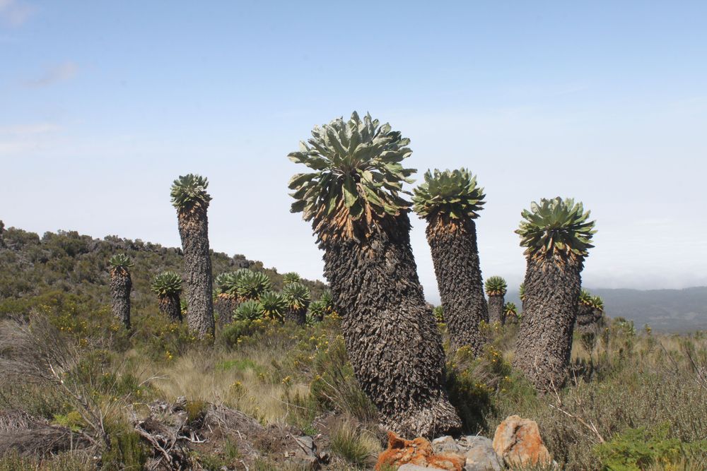 Kilimanjaro Trek