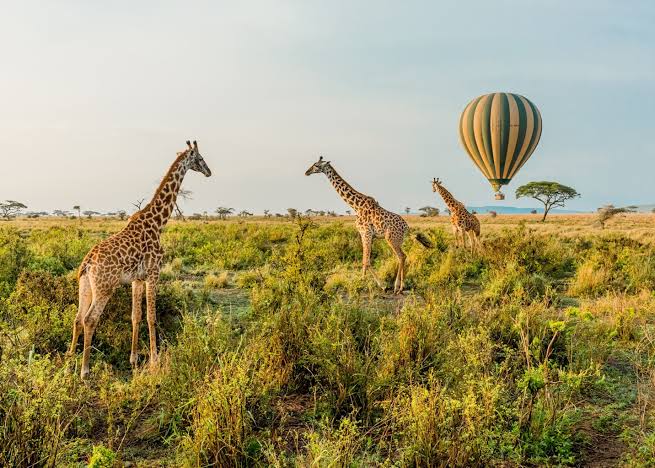 Serengeti Balloon at Dawn