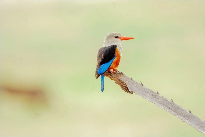 Birding Tours